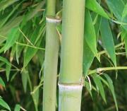 Phyllostachys nigra. Medicina China